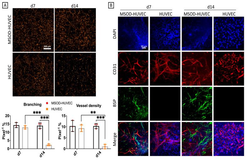 https://cdn.ncbi.nlm.nih.gov/pmc/blobs/0ea0/8430538/350efb92d48d/ijms-22-09581-g003.jpg