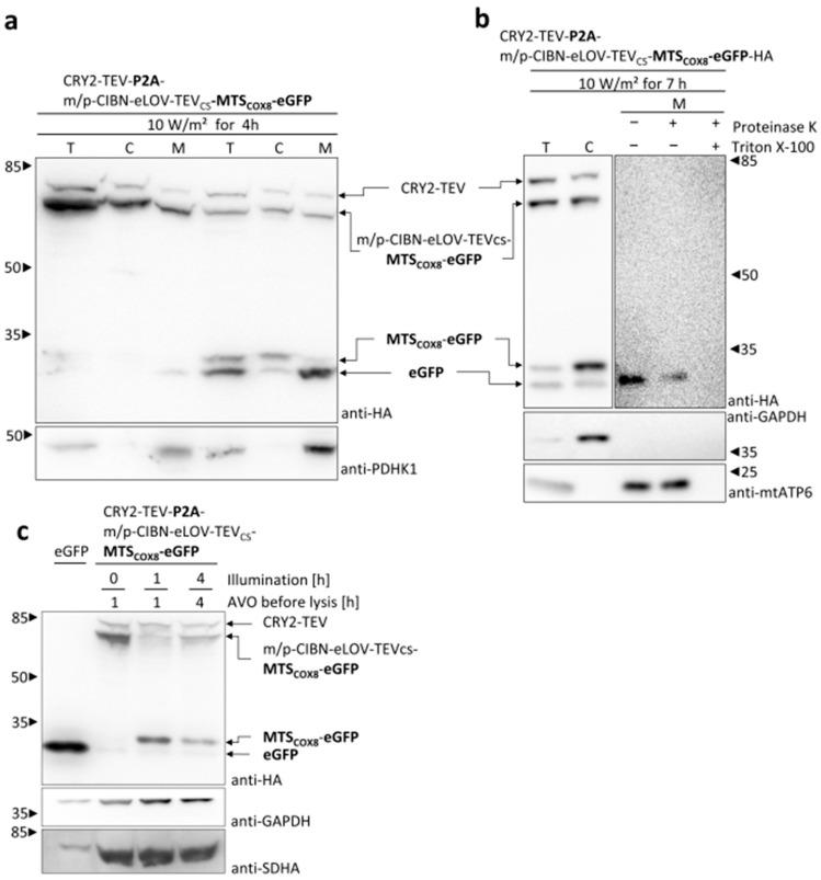 https://cdn.ncbi.nlm.nih.gov/pmc/blobs/0ea1/11482626/320bd52036ae/cells-13-01671-g006.jpg