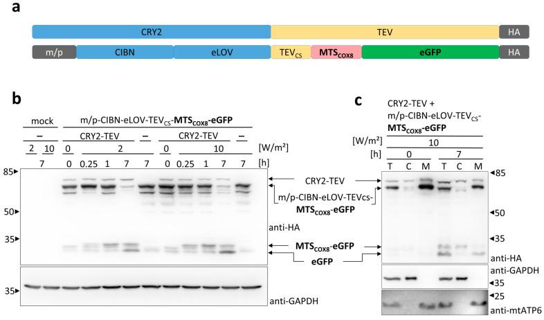 https://cdn.ncbi.nlm.nih.gov/pmc/blobs/0ea1/11482626/7ac9b2d01853/cells-13-01671-g003.jpg