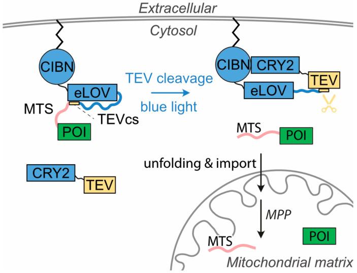 https://cdn.ncbi.nlm.nih.gov/pmc/blobs/0ea1/11482626/e56b9c1fce09/cells-13-01671-g001.jpg