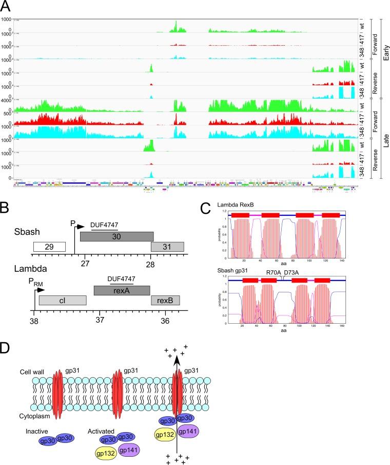 https://cdn.ncbi.nlm.nih.gov/pmc/blobs/0ea5/6426596/01772383c2cd/mBio.00196-19-f0008.jpg