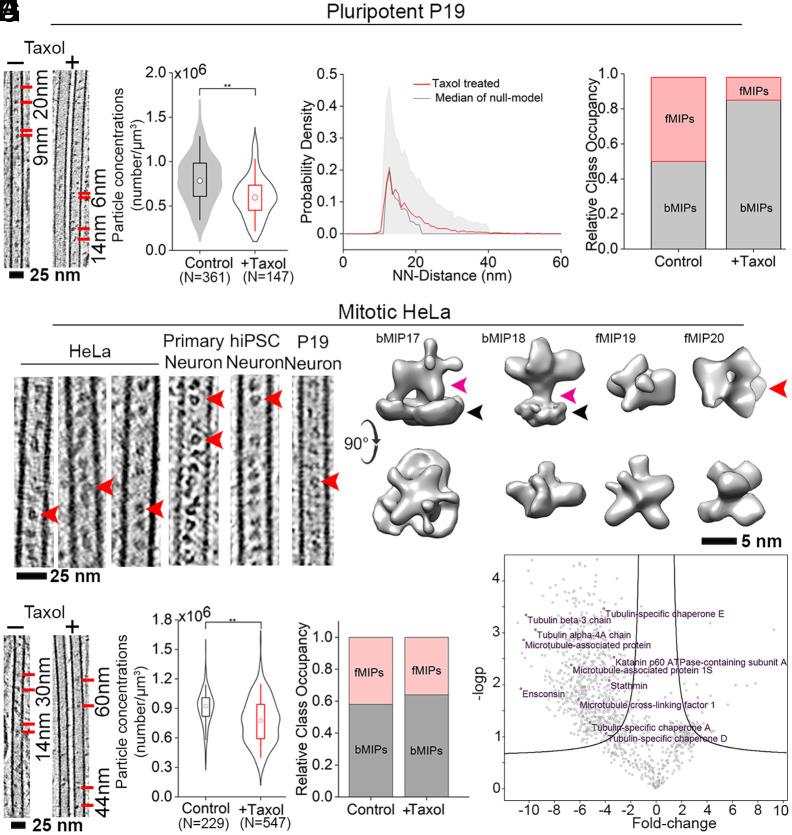 https://cdn.ncbi.nlm.nih.gov/pmc/blobs/0ea6/11804619/1fbcb438c4ff/pnas.2404017121fig03.jpg