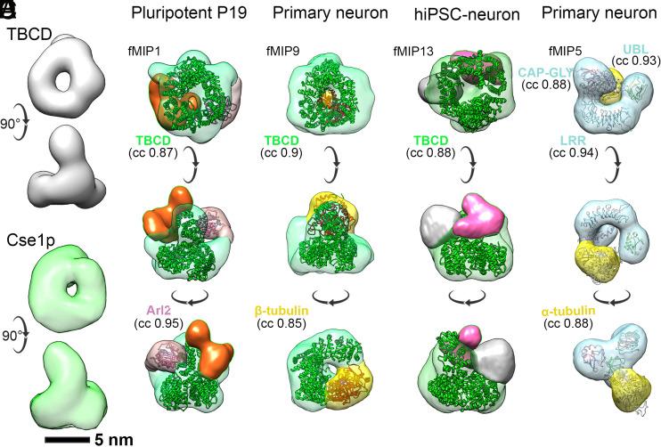 https://cdn.ncbi.nlm.nih.gov/pmc/blobs/0ea6/11804619/43d48d754f23/pnas.2404017121fig04.jpg