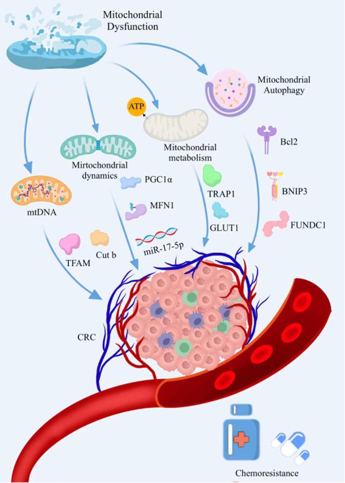 https://cdn.ncbi.nlm.nih.gov/pmc/blobs/0eb2/11701040/99150c181dc5/fimmu-15-1512469-g001.jpg