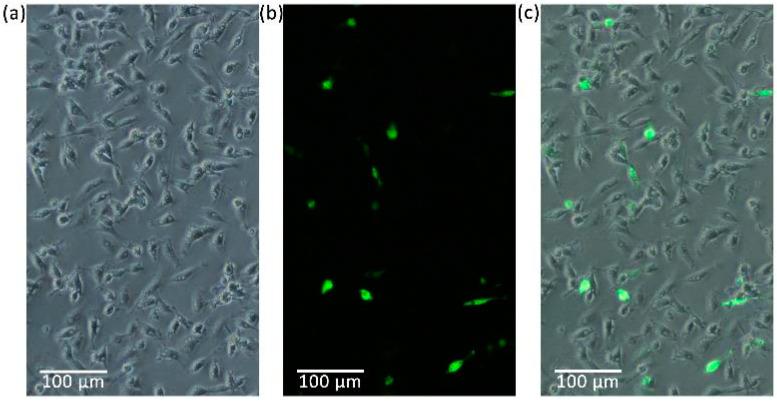 https://cdn.ncbi.nlm.nih.gov/pmc/blobs/0eb3/11673813/48a1fc04389f/biology-13-01068-g007.jpg
