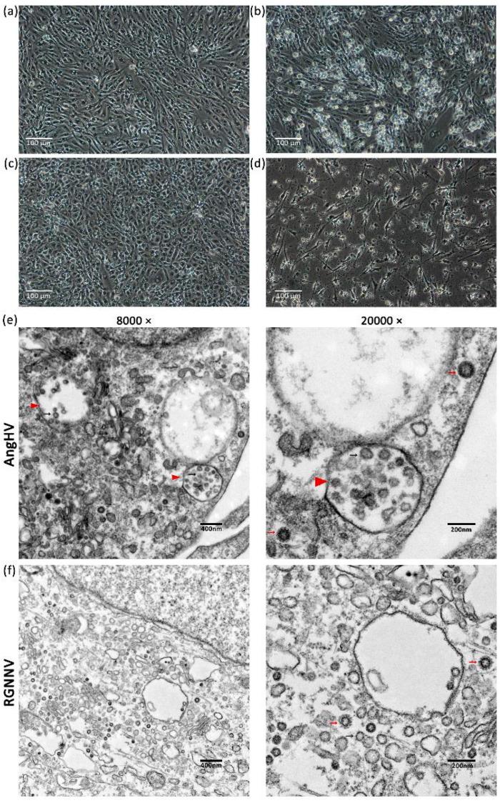 https://cdn.ncbi.nlm.nih.gov/pmc/blobs/0eb3/11673813/4b7ec0cbe6b2/biology-13-01068-g008.jpg