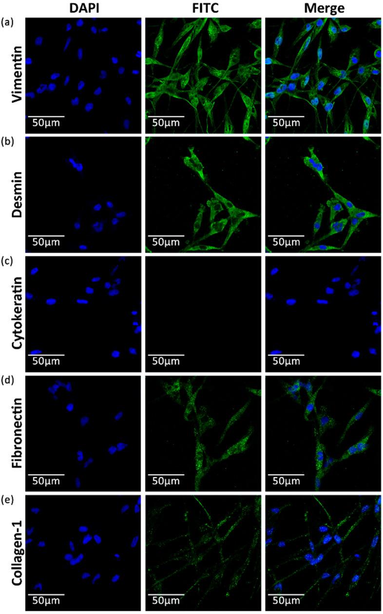 https://cdn.ncbi.nlm.nih.gov/pmc/blobs/0eb3/11673813/5f841aef1522/biology-13-01068-g003.jpg
