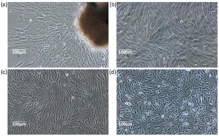 https://cdn.ncbi.nlm.nih.gov/pmc/blobs/0eb3/11673813/881c32ccacfe/biology-13-01068-g001.jpg