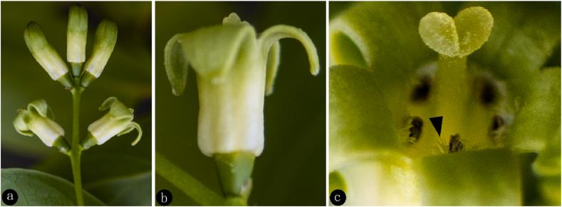 https://cdn.ncbi.nlm.nih.gov/pmc/blobs/0eb6/11648213/da302800e5de/gr3.jpg