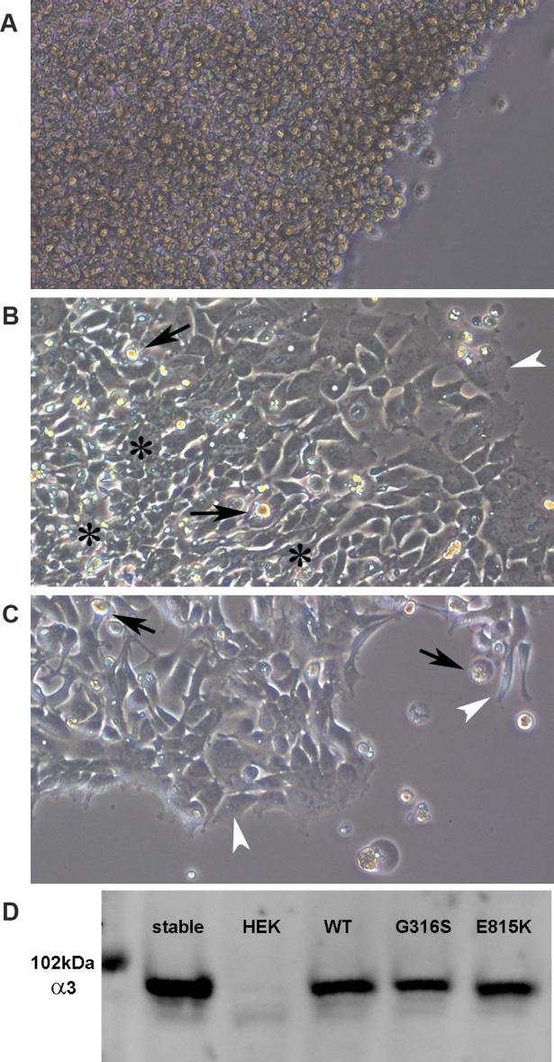 https://cdn.ncbi.nlm.nih.gov/pmc/blobs/0eb8/4798776/e6db896cecb2/pone.0151429.g003.jpg