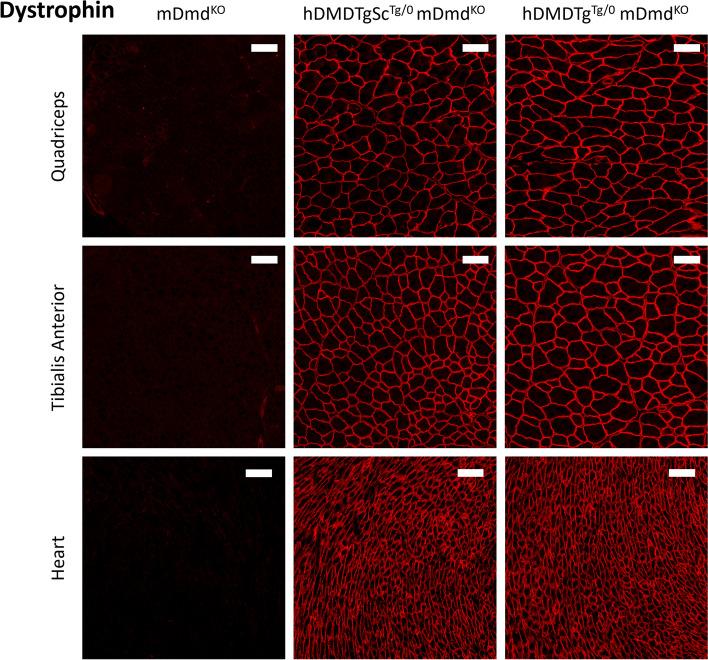 https://cdn.ncbi.nlm.nih.gov/pmc/blobs/0eb9/11438084/17906579a9a1/12915_2024_2008_Fig6_HTML.jpg