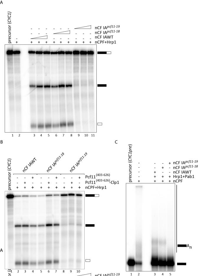 https://cdn.ncbi.nlm.nih.gov/pmc/blobs/0ebb/5737669/20227cc7b334/gkx674fig7.jpg