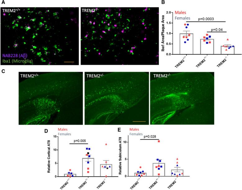 https://cdn.ncbi.nlm.nih.gov/pmc/blobs/0ebf/8428059/cba1e013c479/40478_2021_1251_Fig8_HTML.jpg