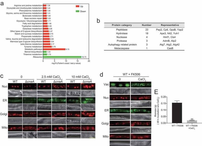https://cdn.ncbi.nlm.nih.gov/pmc/blobs/0ec1/8043181/0039cd64f346/KVIR_A_1909954_F0007_OC.jpg