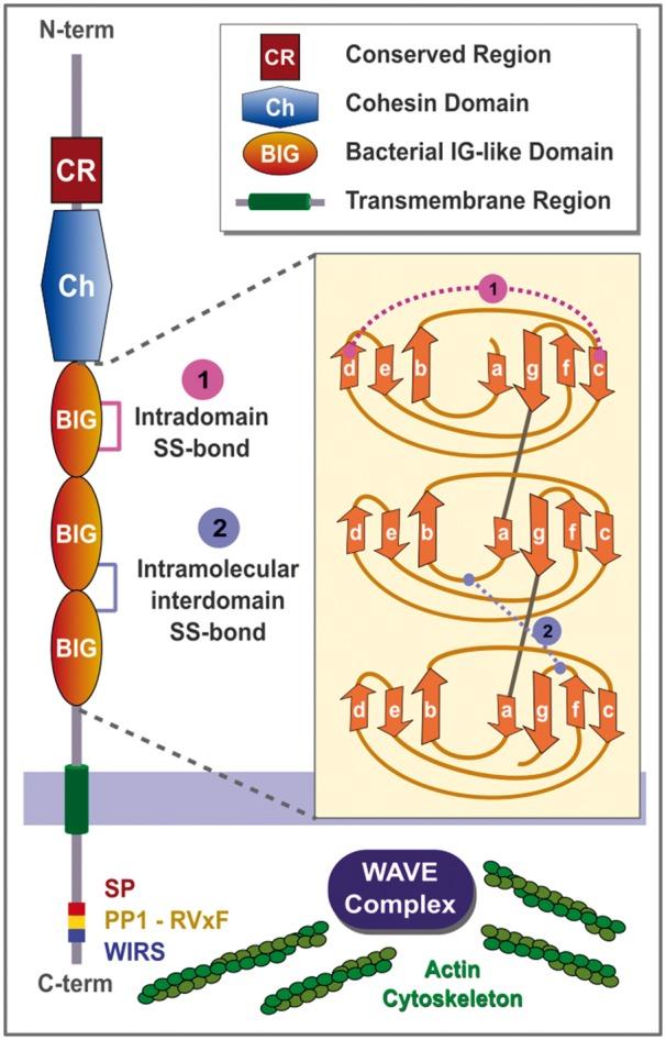 https://cdn.ncbi.nlm.nih.gov/pmc/blobs/0ec4/6030884/2cdf622dda67/btx689f1.jpg