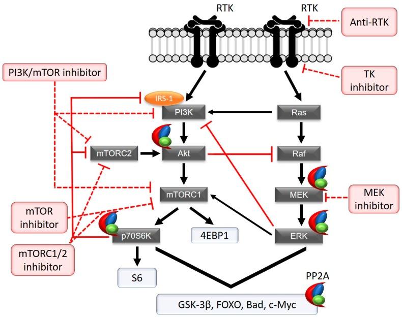 https://cdn.ncbi.nlm.nih.gov/pmc/blobs/0ec5/6121653/f72b1413e554/ijms-19-02380-g001.jpg