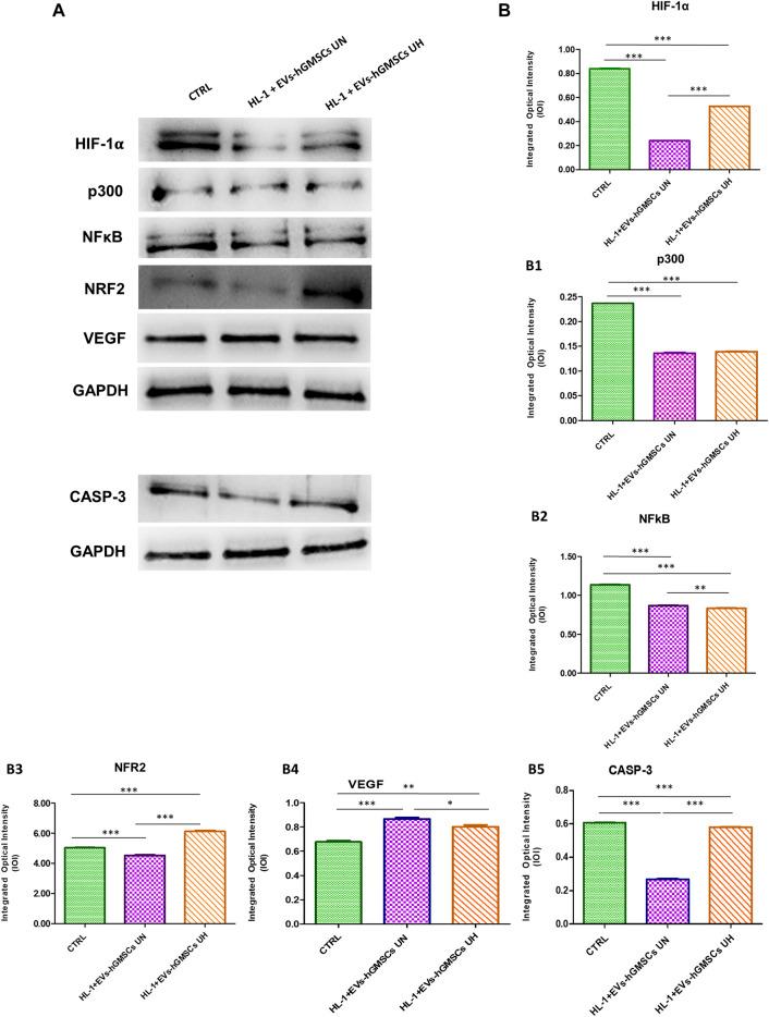 https://cdn.ncbi.nlm.nih.gov/pmc/blobs/0ec9/10823008/7c44e4e112c7/fcell-11-1260019-g002.jpg