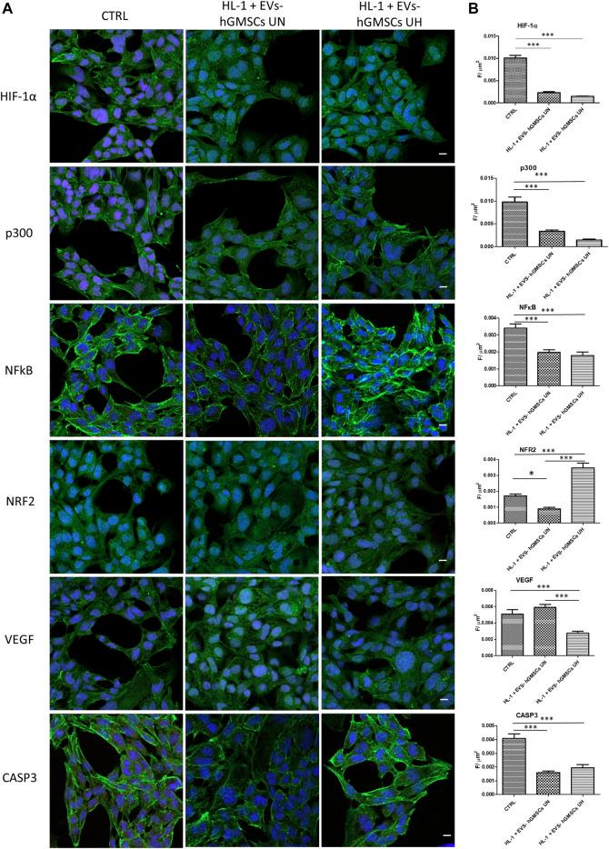 https://cdn.ncbi.nlm.nih.gov/pmc/blobs/0ec9/10823008/cc9f77491e9e/fcell-11-1260019-g001.jpg