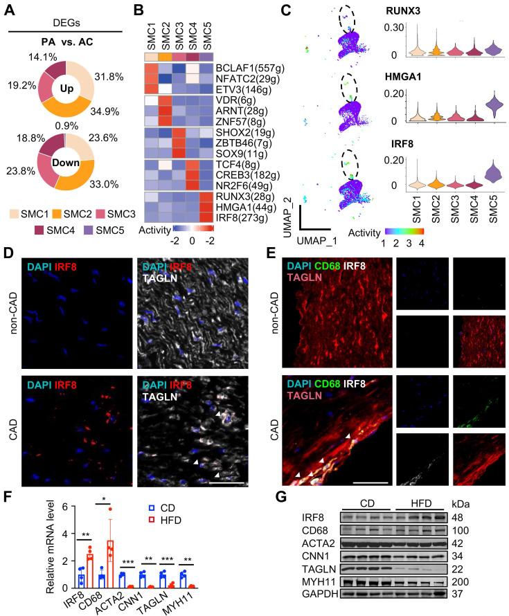 https://cdn.ncbi.nlm.nih.gov/pmc/blobs/0ecf/10879858/52650db52ef3/thnov14p1450g006.jpg