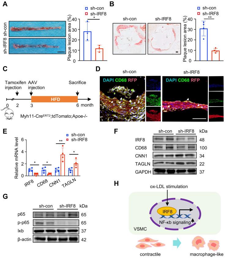 https://cdn.ncbi.nlm.nih.gov/pmc/blobs/0ecf/10879858/688d0d94d2c3/thnov14p1450g007.jpg