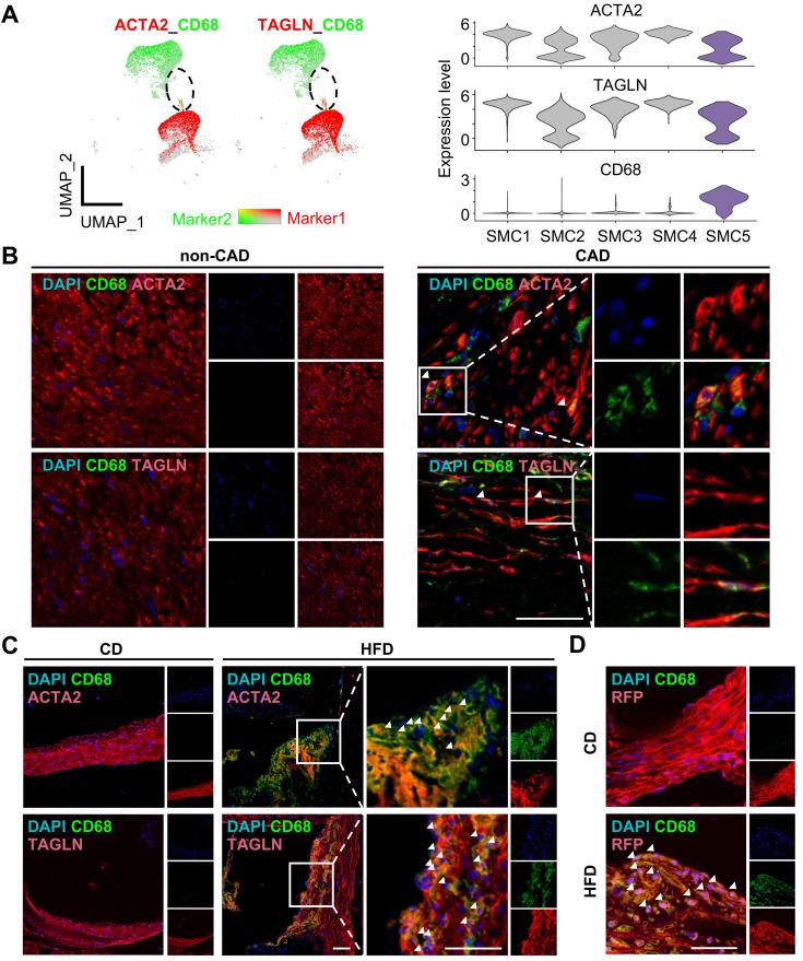 https://cdn.ncbi.nlm.nih.gov/pmc/blobs/0ecf/10879858/ae1da09c0b69/thnov14p1450g005.jpg