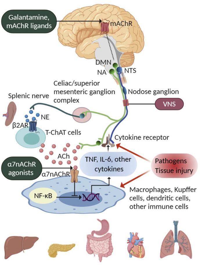 https://cdn.ncbi.nlm.nih.gov/pmc/blobs/0ecf/8027699/7381b4b70e4e/gr2_lrg.jpg