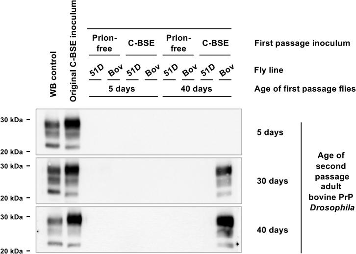 https://cdn.ncbi.nlm.nih.gov/pmc/blobs/0ed1/8350378/b187b0de54c4/gr1.jpg
