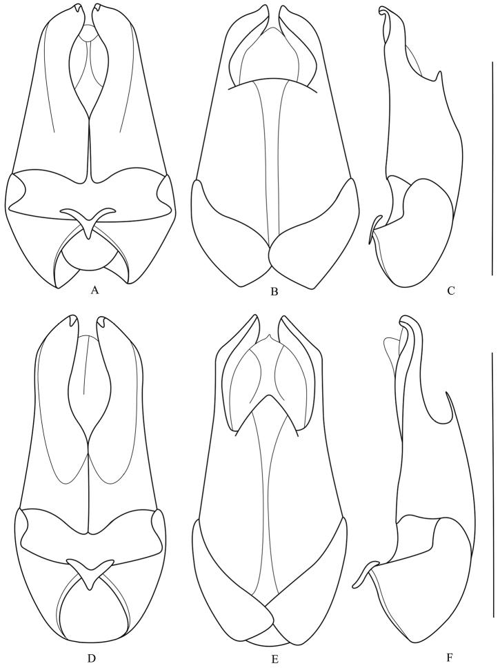 https://cdn.ncbi.nlm.nih.gov/pmc/blobs/0ed2/4395839/fad4a3d8e7e1/zookeys-489-095-g005.jpg