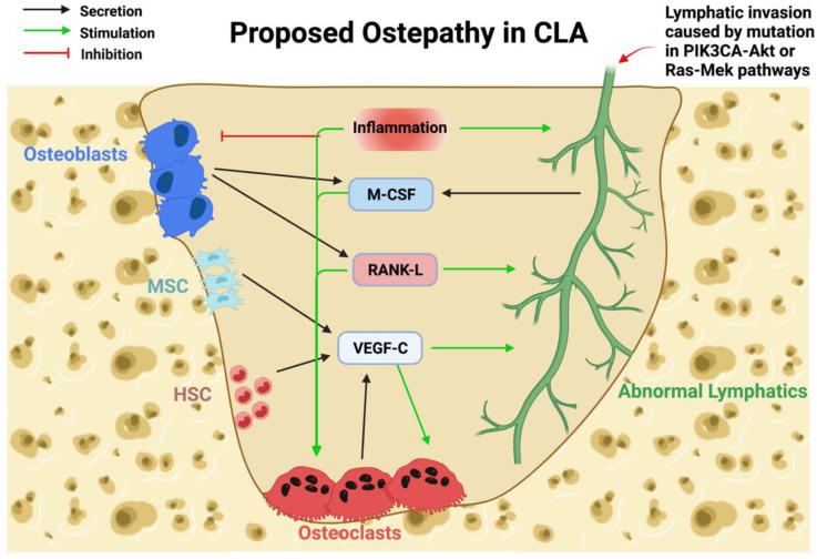 https://cdn.ncbi.nlm.nih.gov/pmc/blobs/0ed4/9332568/744fd2b228dc/ijms-23-08258-g004.jpg