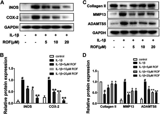 https://cdn.ncbi.nlm.nih.gov/pmc/blobs/0ed5/8194266/cdd5d936ffc2/fphar-12-661072-g002.jpg