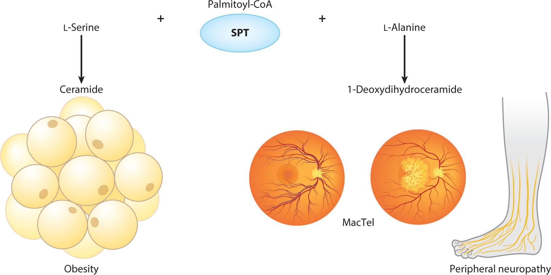 https://cdn.ncbi.nlm.nih.gov/pmc/blobs/0ed7/10783795/89e994439b96/nihms-1948123-f0007.jpg