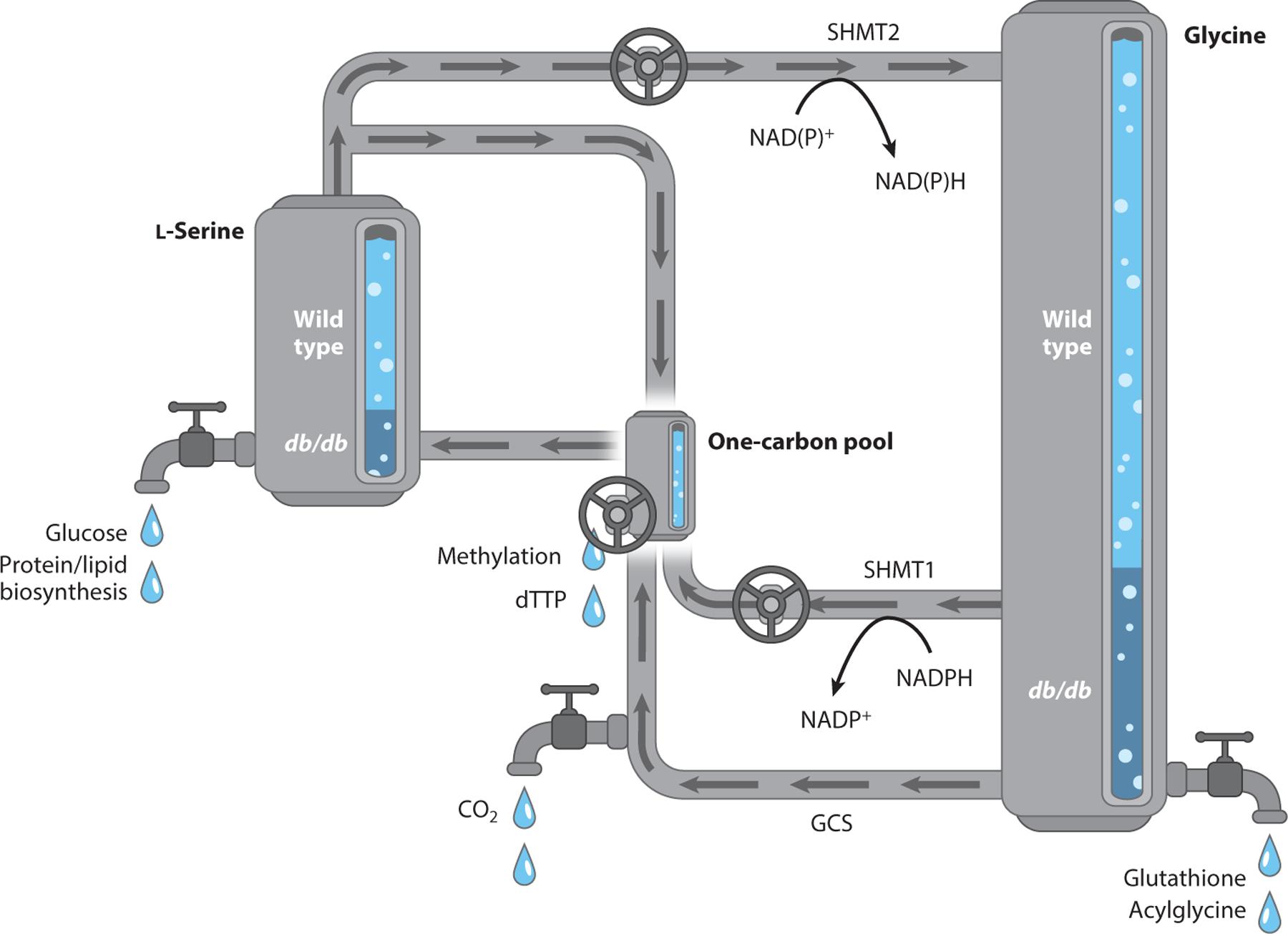 https://cdn.ncbi.nlm.nih.gov/pmc/blobs/0ed7/10783795/df0eda555b12/nihms-1948123-f0008.jpg