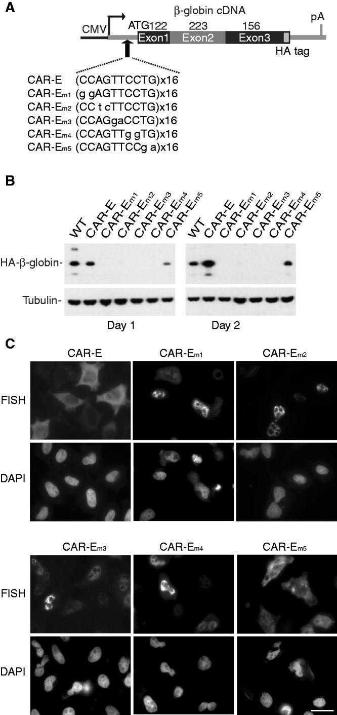 https://cdn.ncbi.nlm.nih.gov/pmc/blobs/0ed7/3575797/bda963511a93/gks1314f3p.jpg
