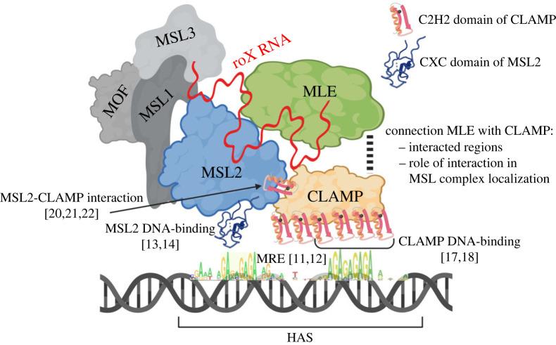 https://cdn.ncbi.nlm.nih.gov/pmc/blobs/0ed8/10932696/3e8cffb929d8/rsob230270f01.jpg