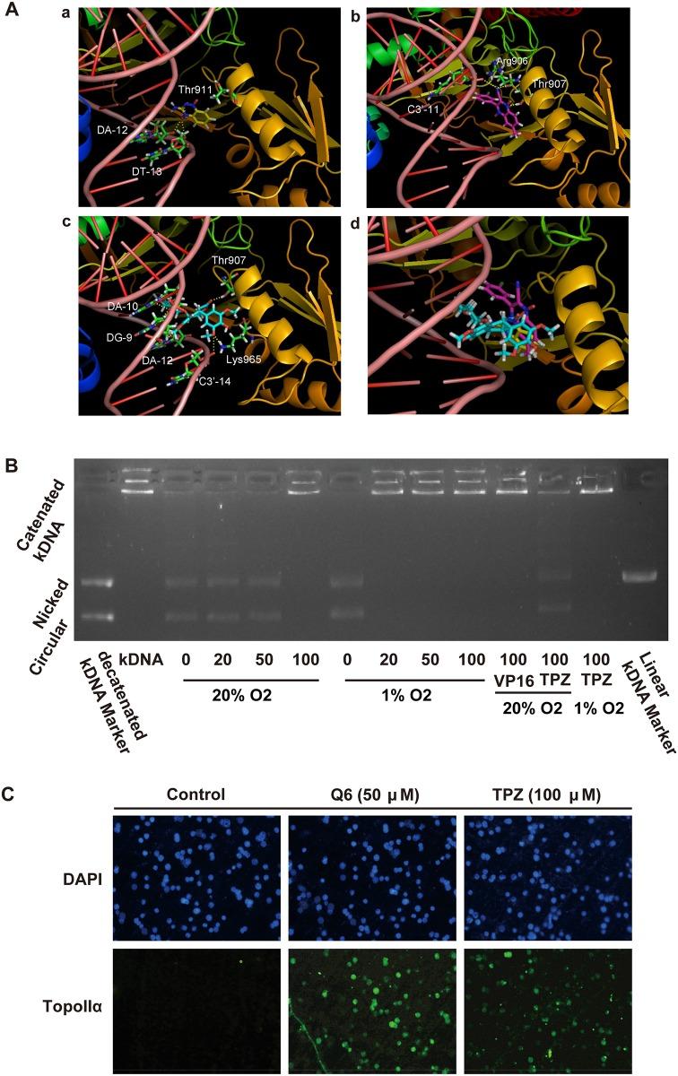 https://cdn.ncbi.nlm.nih.gov/pmc/blobs/0eda/4674137/c2d07aa99e30/pone.0144506.g002.jpg