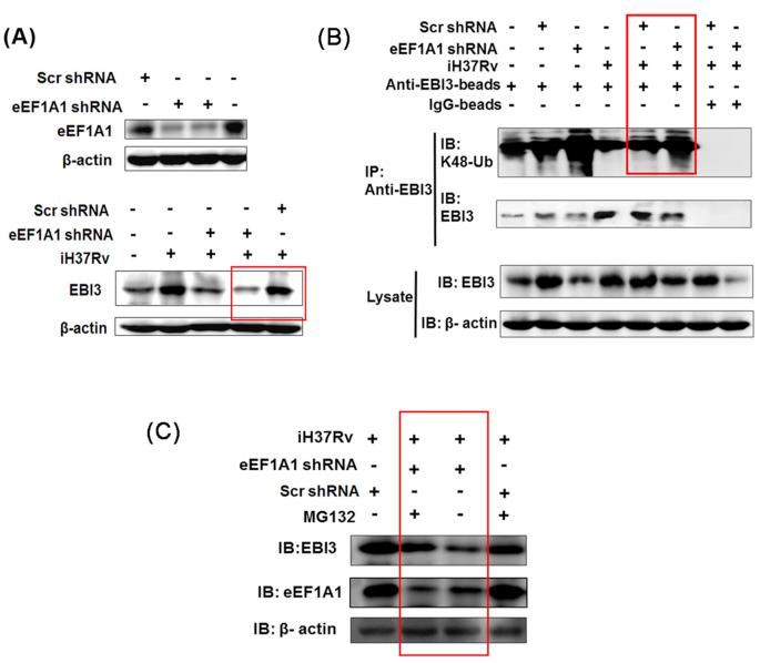 https://cdn.ncbi.nlm.nih.gov/pmc/blobs/0eda/6414311/4ece68ca9bb3/ftz007fig5.jpg