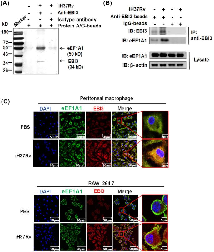 https://cdn.ncbi.nlm.nih.gov/pmc/blobs/0eda/6414311/8f6962e21bdc/ftz007fig4.jpg