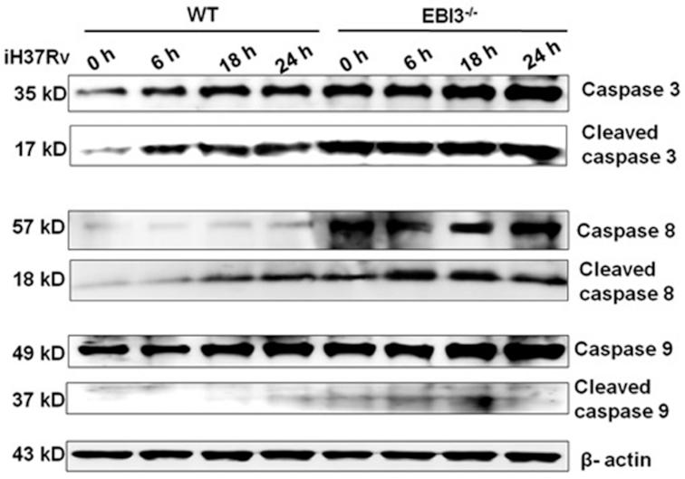 https://cdn.ncbi.nlm.nih.gov/pmc/blobs/0eda/6414311/ec117f86566b/ftz007fig6.jpg