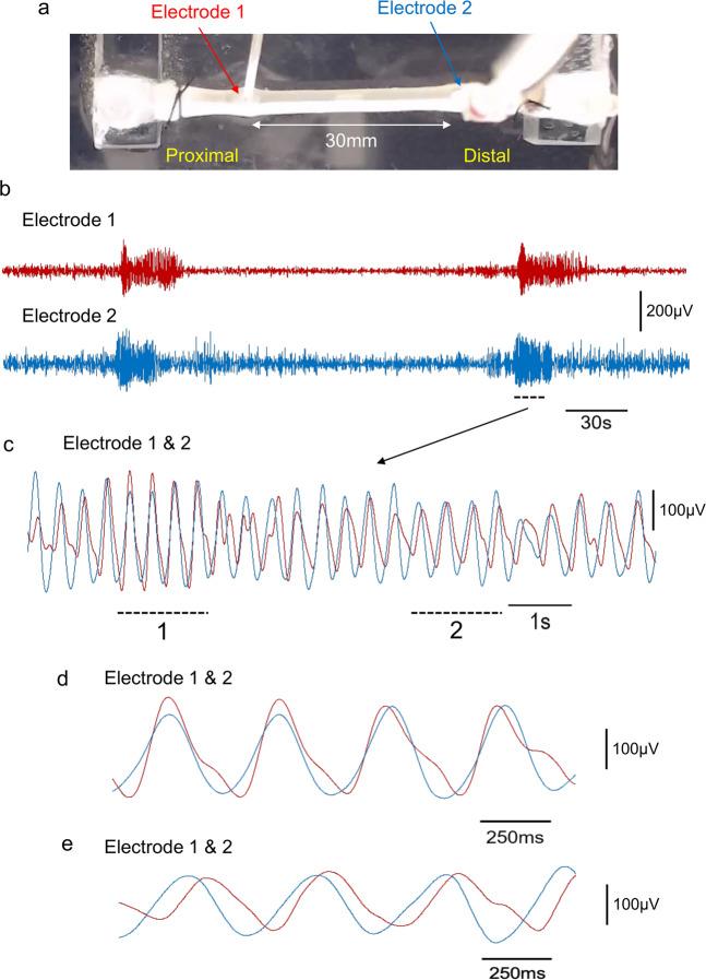 https://cdn.ncbi.nlm.nih.gov/pmc/blobs/0edb/8355373/115ad175c428/42003_2021_2485_Fig5_HTML.jpg