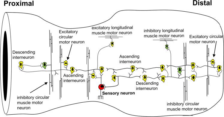 https://cdn.ncbi.nlm.nih.gov/pmc/blobs/0edb/8355373/f55262584274/42003_2021_2485_Fig10_HTML.jpg