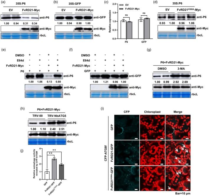 https://cdn.ncbi.nlm.nih.gov/pmc/blobs/0eee/12392972/a12aa3ac1c81/PBI-23-3597-g006.jpg