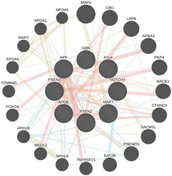 https://cdn.ncbi.nlm.nih.gov/pmc/blobs/0ef3/12325291/a134848d5a55/fnagi-17-1591796-g002.jpg