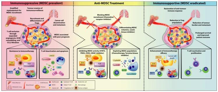 https://cdn.ncbi.nlm.nih.gov/pmc/blobs/0ef4/7140518/894cae097e47/cells-09-00561-g007.jpg
