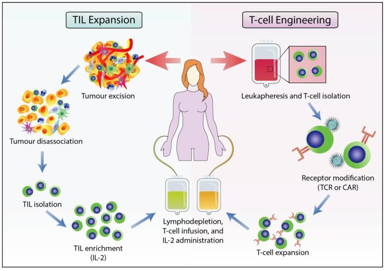 https://cdn.ncbi.nlm.nih.gov/pmc/blobs/0ef4/7140518/98c378e94e61/cells-09-00561-g001.jpg