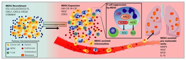 https://cdn.ncbi.nlm.nih.gov/pmc/blobs/0ef4/7140518/aff5a745a6f2/cells-09-00561-g004.jpg