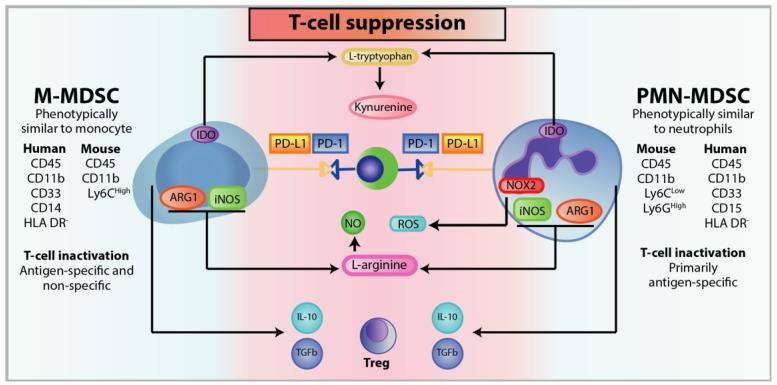 https://cdn.ncbi.nlm.nih.gov/pmc/blobs/0ef4/7140518/ea6eb2176232/cells-09-00561-g005.jpg