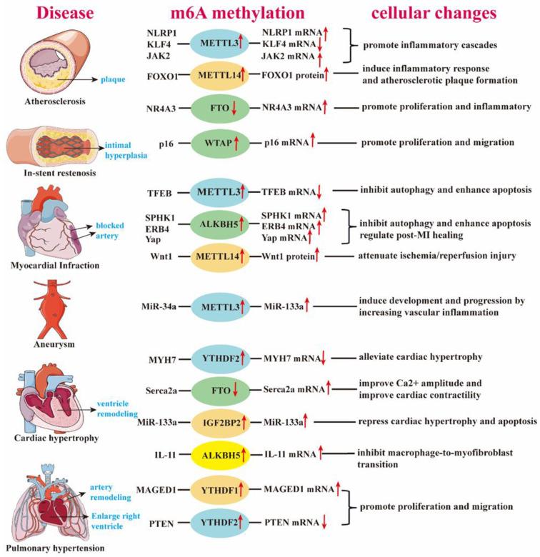 https://cdn.ncbi.nlm.nih.gov/pmc/blobs/0ef7/11857502/201f79e4eb09/medicina-61-00222-g002.jpg