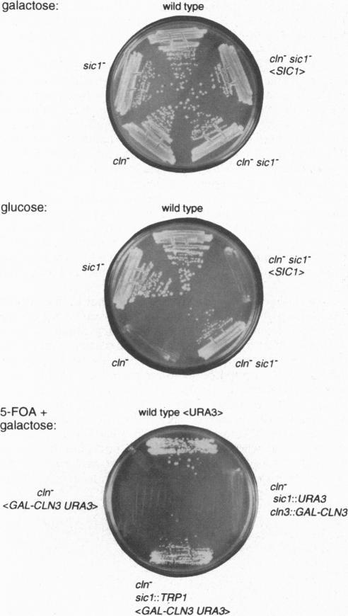 https://cdn.ncbi.nlm.nih.gov/pmc/blobs/0ef7/38823/0fed23449d53/pnas01519-0358-a.jpg