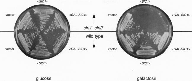 https://cdn.ncbi.nlm.nih.gov/pmc/blobs/0ef7/38823/b1e1966f4e1f/pnas01519-0360-a.jpg