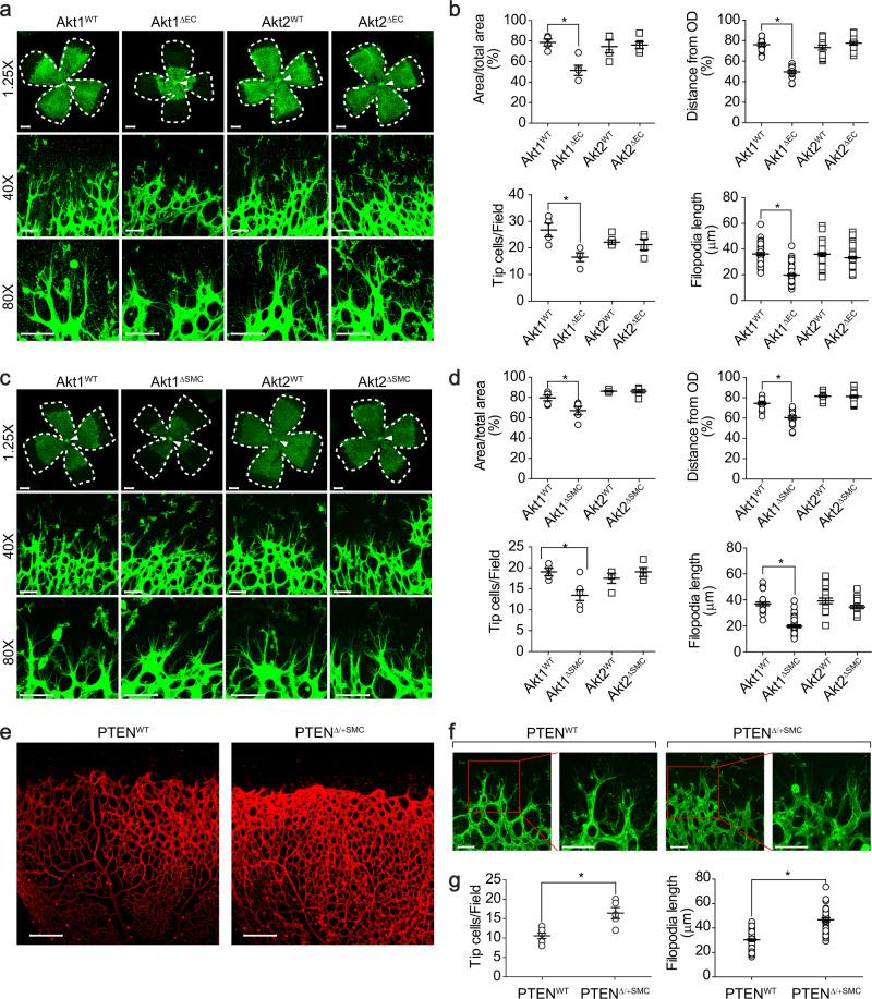 https://cdn.ncbi.nlm.nih.gov/pmc/blobs/0efb/9440121/bcbb8a25165d/12276_2022_819_Fig1_HTML.jpg